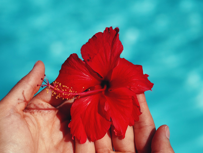our flower